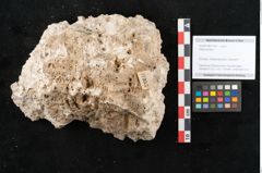 Foto (Objekt + Etikett) von Abies excelsa (NHMW-GEO-2024-0188-11357)